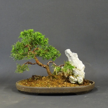 Chinesischer Wacholder Bonsai